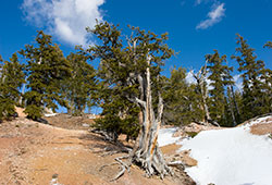 bristlecone pine in utah