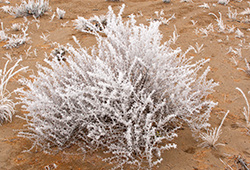 hoar frost Central ore