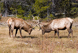 elk battle