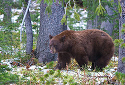 yellowstone bear