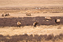elk-bulls